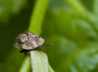 Tarczyk mgławy Cassida nebulosa © Gucio_55