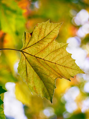 Herbstliches Ahornblatt