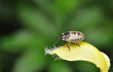 Tarczówka rudonoga Pentatoma rufipes larwa