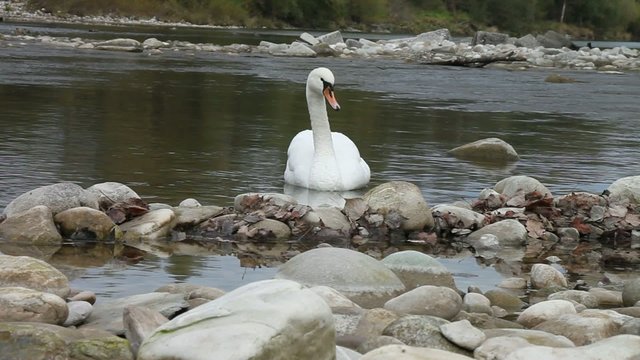 Schwan 001