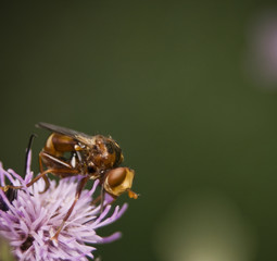 Ślepień trzmielowiec Sicus ferrugineus