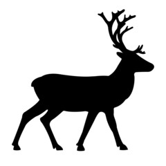 reindeer © A. Dudy