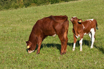 mucca e vitelo sul pascolo