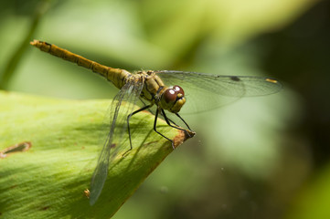 Szablak krwisty Sympetrum sanguineum