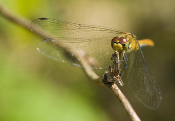 Szablak krwisty Sympetrum sanguineum © Gucio_55