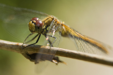 Szablak krwisty Sympetrum sanguineum © Gucio_55