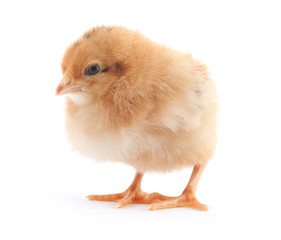 The yellow small chick