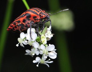 Strojnica baldaszkówka, włoska Graphosoma lineatum