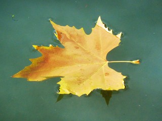 ahornblatt