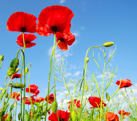 Obraz premium poppies