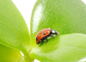 ladybug