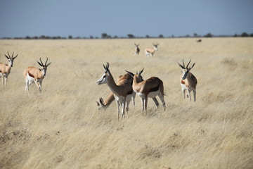 Fototapeta na wymiar Antilope