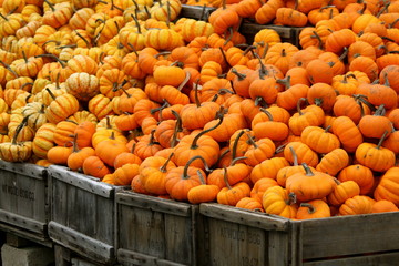 Pumpkins in Crates IV