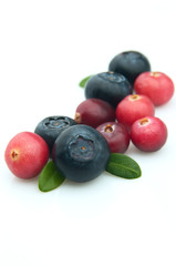 Bilberry and cranberry