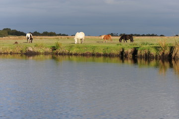 Parc Régional de Brière