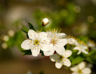 Apple tree blossom
