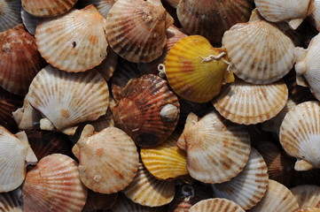 coquille