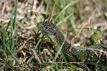 lezard vert