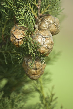 Frutti del cipresso