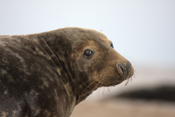 side profile of a grey seal