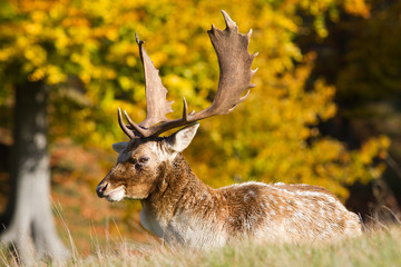 fallow deer buck lying down