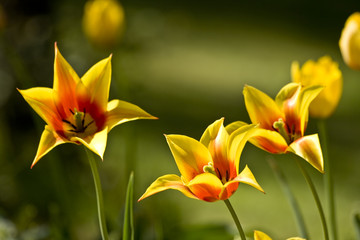 Colorful yellow tulips blossom in spring on Nature Green Background