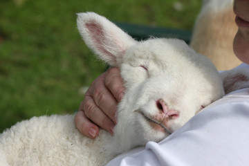 Lamb snuggling in