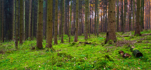 Waldlandschaft