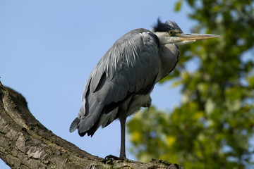 Grey Heron (Ardea cinerea)