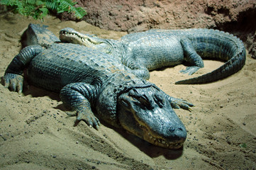 Crocodile sleep