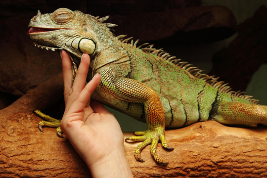 Iguana under tender feminine hand