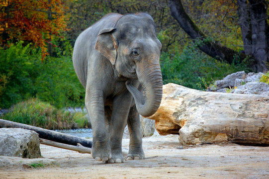 Elephant approaching
