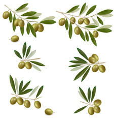 Green olive branch. Photo-realistic vector.