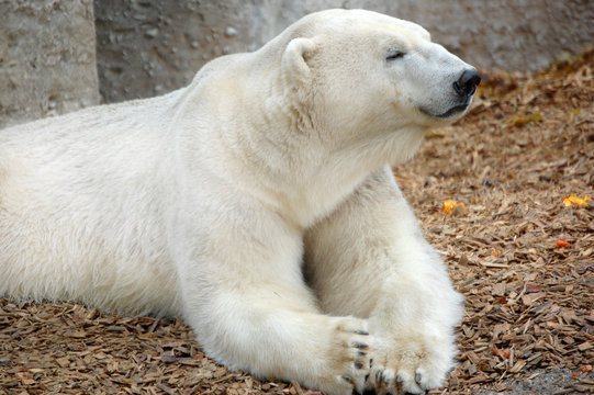 Polar Bear relaxing portrait