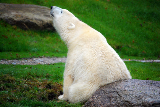 Polar Bear sitting