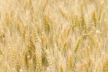 Field of wheat
