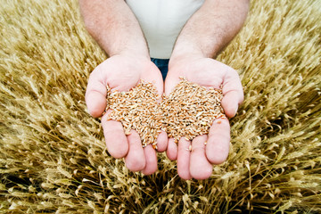 Wheat in the hands