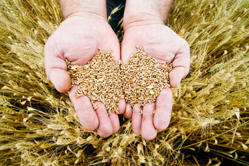 Wheat in the hands