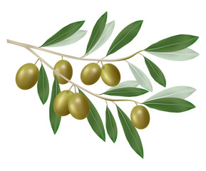 Green olive branch. Photo-realistic vector.