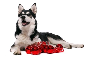 Siberian Husky Welpe Weihnachten & Kugel