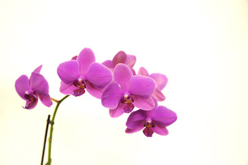 Orchid Phalaenopsis - obrazy, fototapety, plakaty