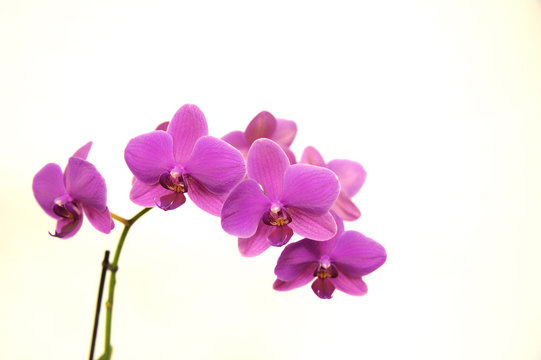 Fototapeta Orchid Phalaenopsis