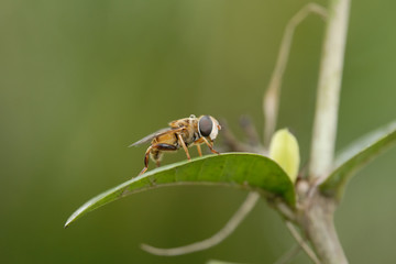 Sirfido - (Syrphidae)