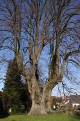 Die Wittekindlinde in Elbrinxen, Nordrhein-Westfalen