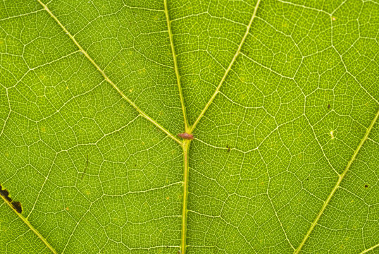 Leaf  close-up