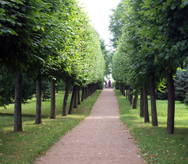 Trees lane in the park