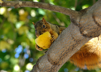 squirrel eating apple