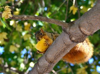 fox squirrel eating apple