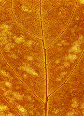 Autumn leaf background