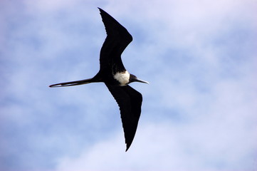 L'oiseau fr&eacute;gate